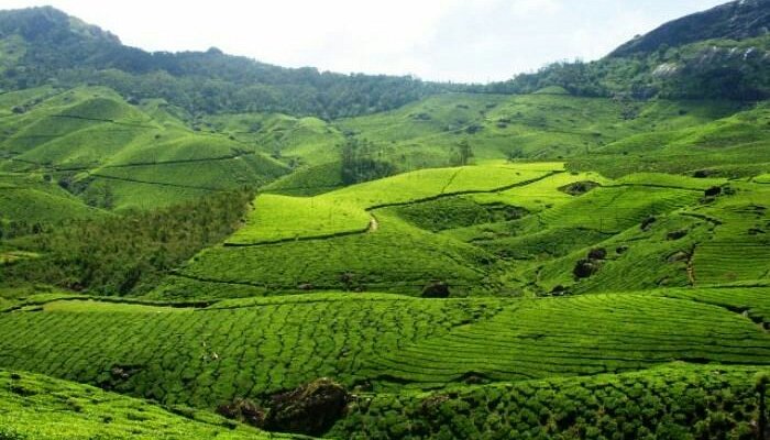 munnar largejpg